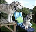 Hunde 048
